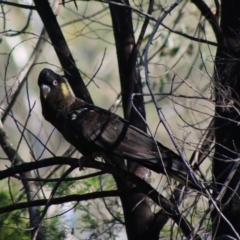 Zanda funerea (Yellow-tailed Black-Cockatoo) at Deakin, ACT - 14 May 2020 by LisaH