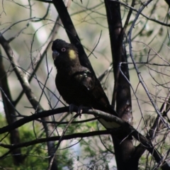 Zanda funerea at Deakin, ACT - 14 May 2020