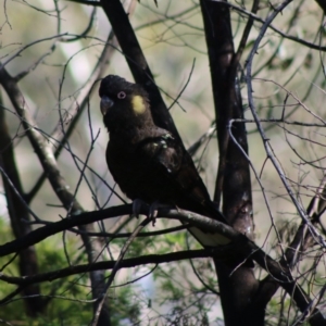 Zanda funerea at Deakin, ACT - 14 May 2020 11:49 AM