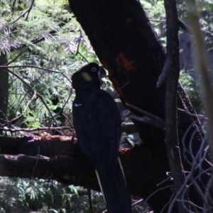 Zanda funerea at Deakin, ACT - 14 May 2020