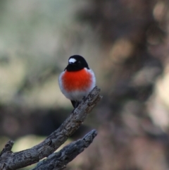 Petroica boodang (Scarlet Robin) at Deakin, ACT - 14 May 2020 by LisaH