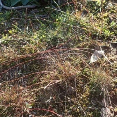 Tripogonella loliiformis (Five Minute Grass, Rye Beetle-Grass) at Kama - 14 May 2020 by RWPurdie