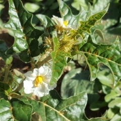 Solanum cinereum (Narrawa Burr) at Isaacs Ridge - 14 May 2020 by Mike