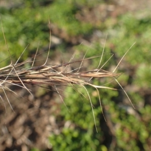 Aristida ramosa at Molonglo River Reserve - 14 May 2020