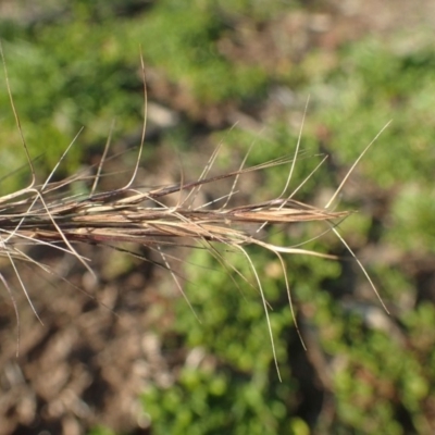 Aristida ramosa (Purple Wire Grass) at Molonglo River Reserve - 14 May 2020 by RWPurdie