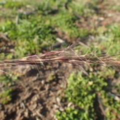 Aristida ramosa at Molonglo River Reserve - 14 May 2020 03:16 PM