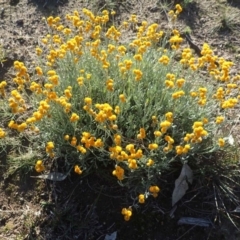 Chrysocephalum apiculatum (Common Everlasting) at Dunlop, ACT - 14 May 2020 by RWPurdie