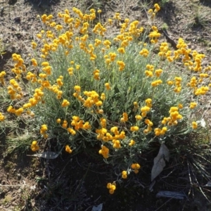 Chrysocephalum apiculatum at Molonglo River Reserve - 14 May 2020