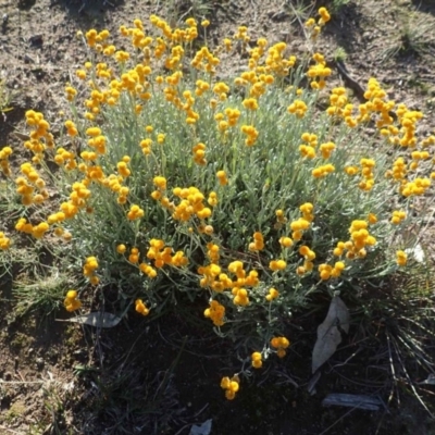 Chrysocephalum apiculatum (Common Everlasting) at Kama - 13 May 2020 by RWPurdie