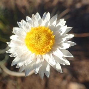 Leucochrysum albicans subsp. tricolor at Molonglo River Reserve - 14 May 2020
