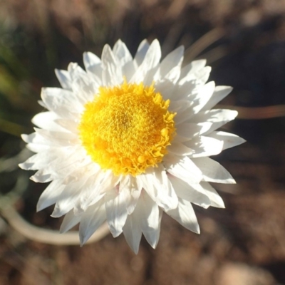 Leucochrysum albicans subsp. tricolor (Hoary Sunray) at Molonglo River Reserve - 14 May 2020 by RWPurdie