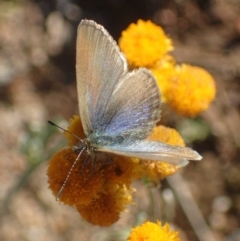 Zizina otis (Common Grass-Blue) at Molonglo River Reserve - 14 May 2020 by RWPurdie