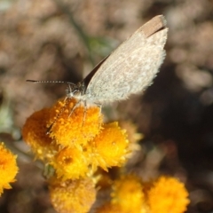 Zizina otis at Molonglo River Reserve - 14 May 2020 03:17 PM