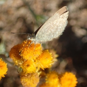 Zizina otis at Molonglo River Reserve - 14 May 2020