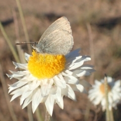 Zizina otis at Molonglo River Reserve - 14 May 2020 03:17 PM