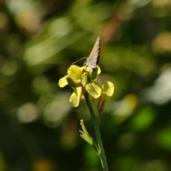 Zizina otis (Common Grass-Blue) at Deakin, ACT - 8 May 2020 by TomT