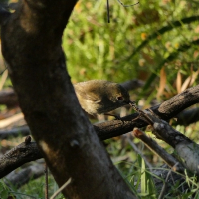 Acanthiza pusilla (Brown Thornbill) at Red Hill Nature Reserve - 8 May 2020 by TomT