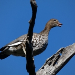 Chenonetta jubata (Australian Wood Duck) at Deakin, ACT - 8 May 2020 by TomT