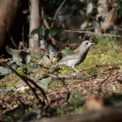 Colluricincla harmonica (Grey Shrikethrush) at Deakin, ACT - 14 May 2020 by Ct1000