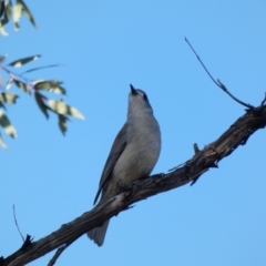 Colluricincla harmonica at Deakin, ACT - 14 May 2020