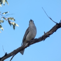 Colluricincla harmonica at Deakin, ACT - 14 May 2020