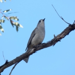 Colluricincla harmonica at Deakin, ACT - 14 May 2020