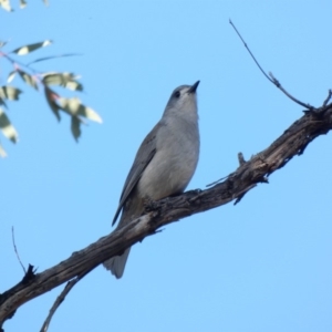 Colluricincla harmonica at Deakin, ACT - 14 May 2020