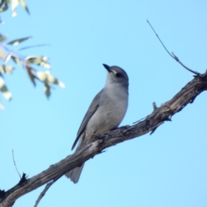 Colluricincla harmonica at Deakin, ACT - 14 May 2020 03:23 PM