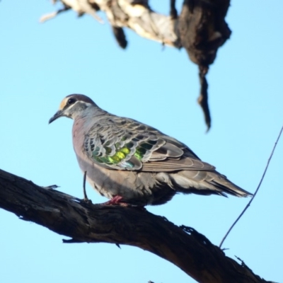 Phaps chalcoptera (Common Bronzewing) at Deakin, ACT - 8 May 2020 by TomT