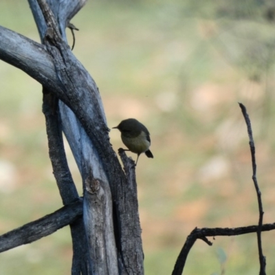 Acanthiza reguloides at Red Hill Nature Reserve - 13 May 2020 by Ct1000