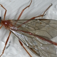 Enicospilus insularis at Ainslie, ACT - 13 May 2020