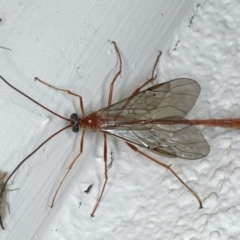 Enicospilus insularis at Ainslie, ACT - 13 May 2020