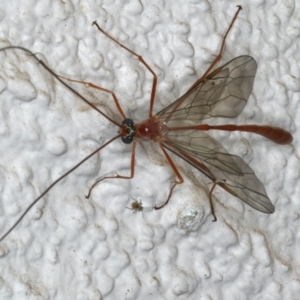 Enicospilus insularis at Ainslie, ACT - 13 May 2020