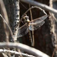 Hemicordulia tau (Tau Emerald) at Deakin, ACT - 14 May 2020 by Ct1000