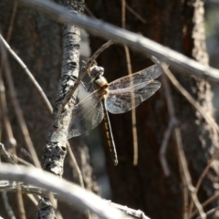 Hemicordulia tau at Deakin, ACT - 14 May 2020