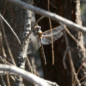 Hemicordulia tau at Deakin, ACT - 14 May 2020