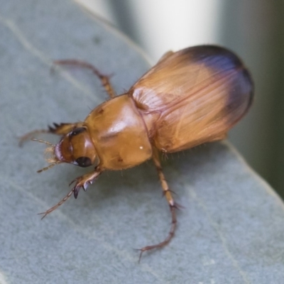 Phyllotocus macleayi (Nectar scarab) at Illilanga & Baroona - 16 Dec 2019 by Illilanga