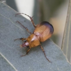 Phyllotocus macleayi at Michelago, NSW - 17 Dec 2019 07:47 AM