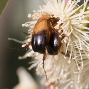 Phyllotocus macleayi at Michelago, NSW - 17 Dec 2019 07:47 AM