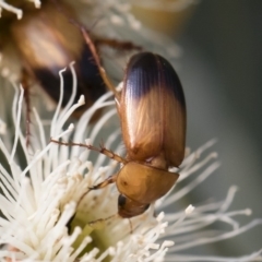 Phyllotocus macleayi at Michelago, NSW - 17 Dec 2019