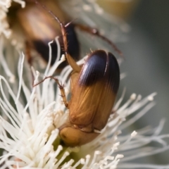 Phyllotocus macleayi at Michelago, NSW - 17 Dec 2019