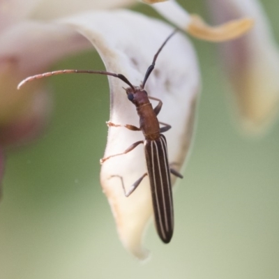 Syllitus microps (Longicorn or Longhorn beetle) at Michelago, NSW - 16 Dec 2019 by Illilanga