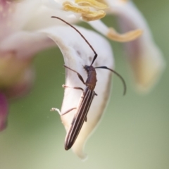 Syllitus microps at Michelago, NSW - 17 Dec 2019