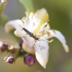 Syllitus microps at Michelago, NSW - 17 Dec 2019