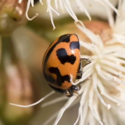 Coccinella transversalis (Transverse Ladybird) at Michelago, NSW - 16 Dec 2019 by Illilanga
