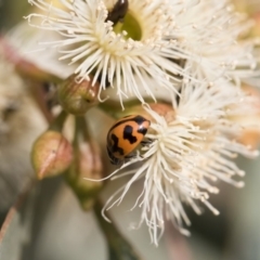 Coccinella transversalis at Michelago, NSW - 17 Dec 2019