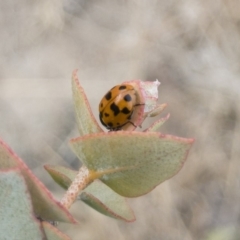 Hippodamia variegata (Spotted Amber Ladybird) at Illilanga & Baroona - 14 Dec 2019 by Illilanga