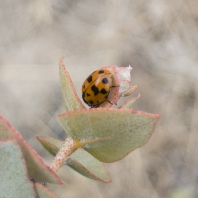 Hippodamia variegata (Spotted Amber Ladybird) at Michelago, NSW - 14 Dec 2019 by Illilanga