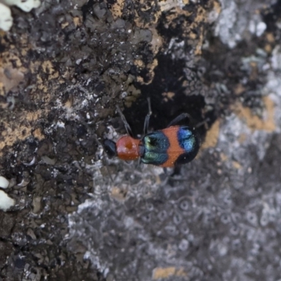 Dicranolaius bellulus (Red and Blue Pollen Beetle) at Illilanga & Baroona - 12 Jan 2019 by Illilanga
