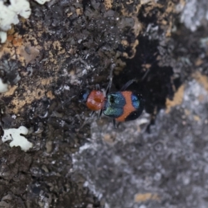 Dicranolaius bellulus at Michelago, NSW - 12 Jan 2019